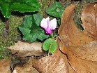 ntrada Ilice-Contrada Ilice 2009 11 22 003